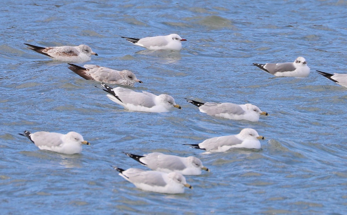 Mouette rieuse - ML629519713