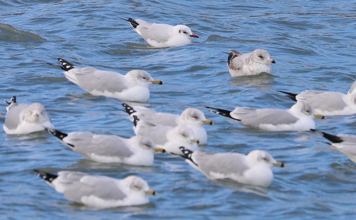 Mouette rieuse - ML629519719