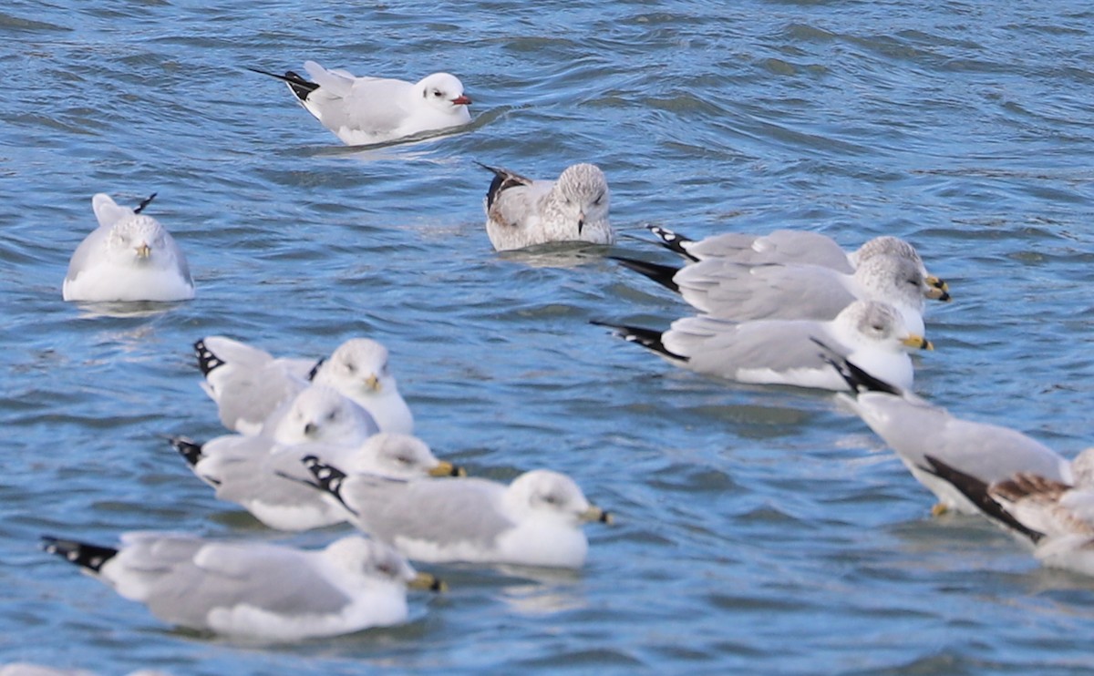 Mouette rieuse - ML629519722