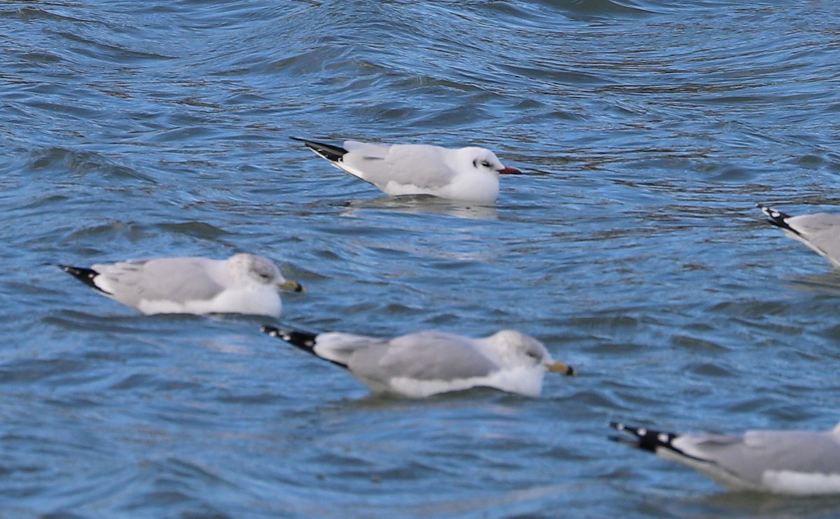 Mouette rieuse - ML629519734