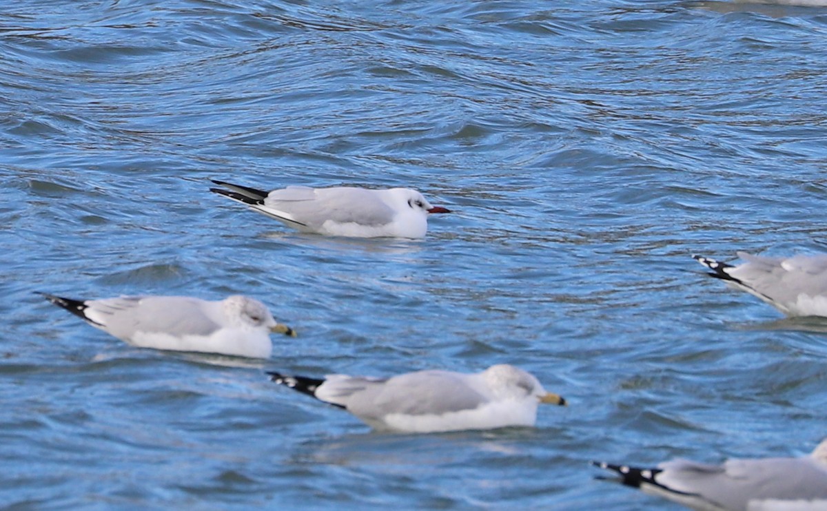 Mouette rieuse - ML629519743