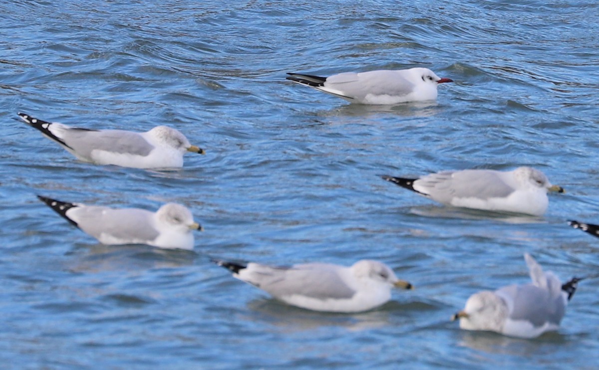 Mouette rieuse - ML629519757