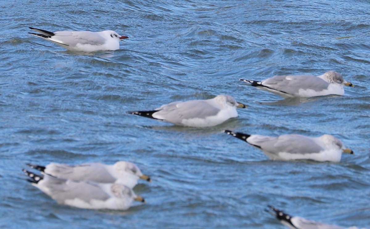 Mouette rieuse - ML629519766