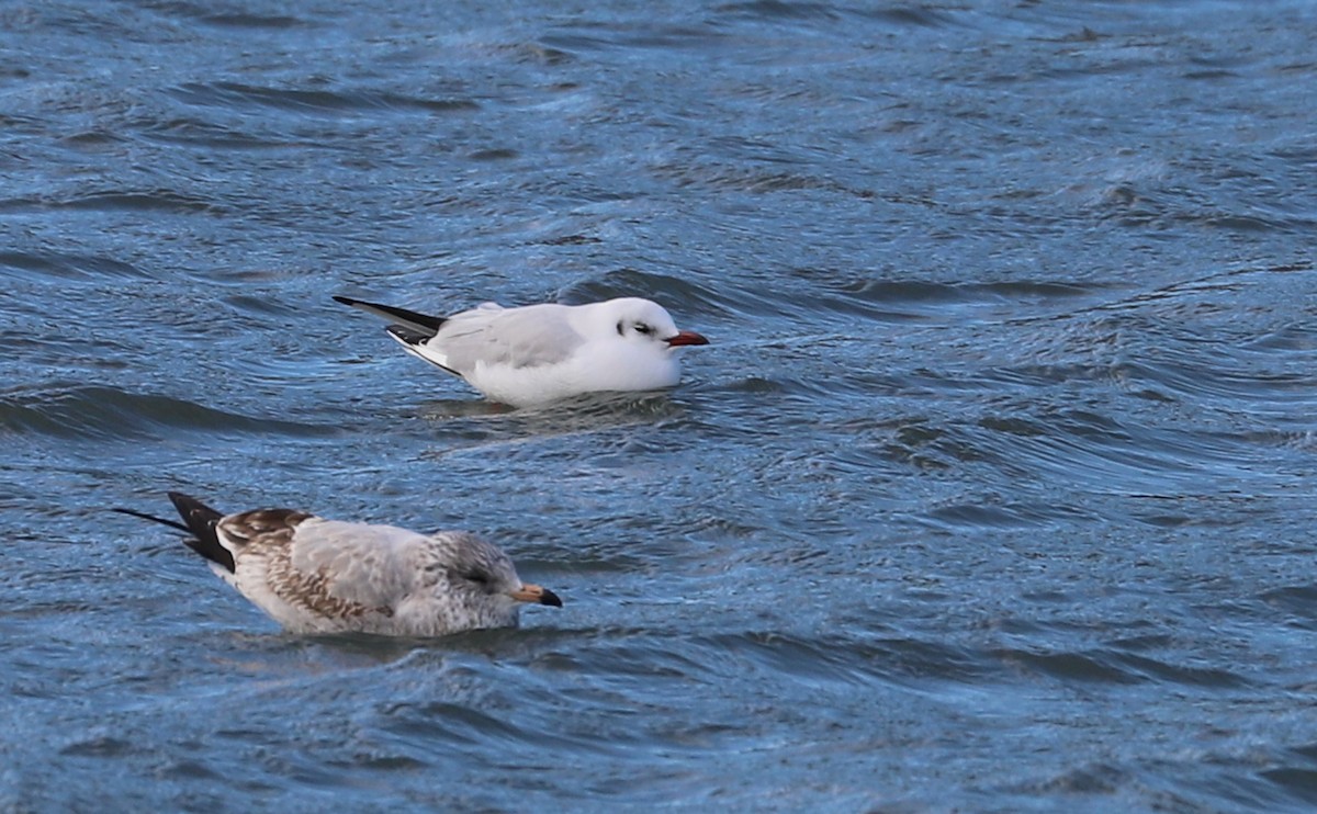 Mouette rieuse - ML629519781