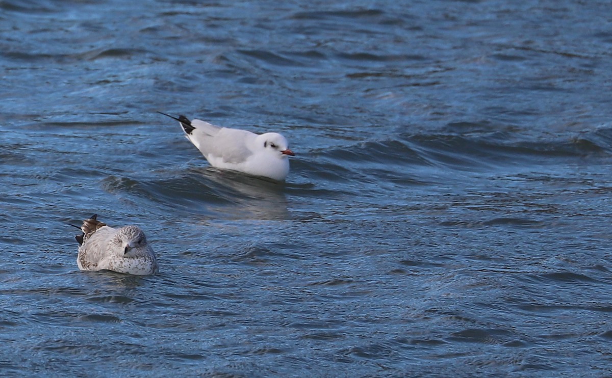 Mouette rieuse - ML629519790