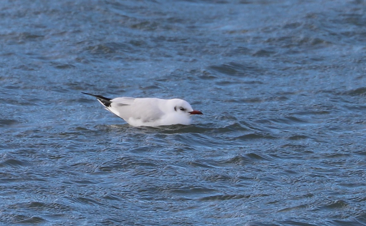 Mouette rieuse - ML629519799