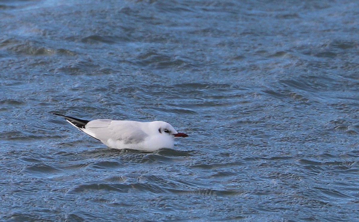 Mouette rieuse - ML629519806