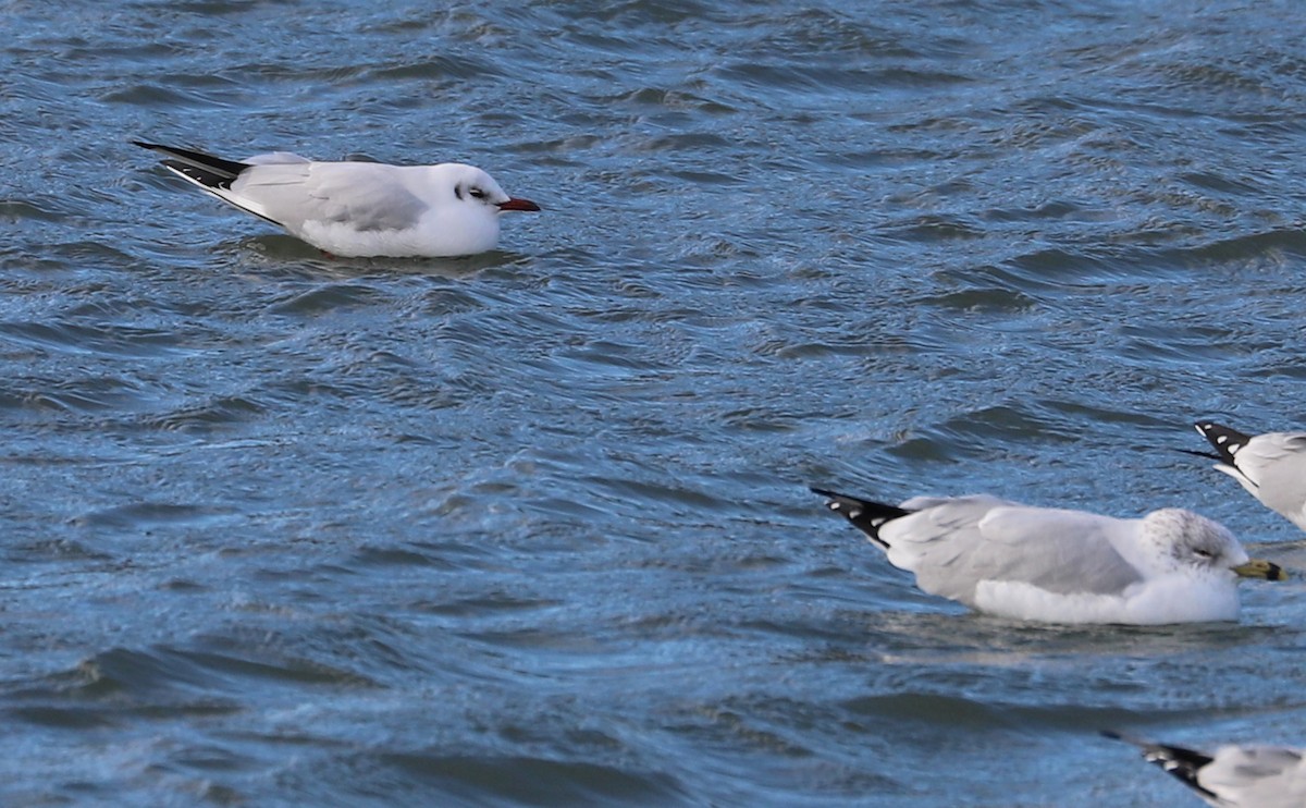 Mouette rieuse - ML629519811