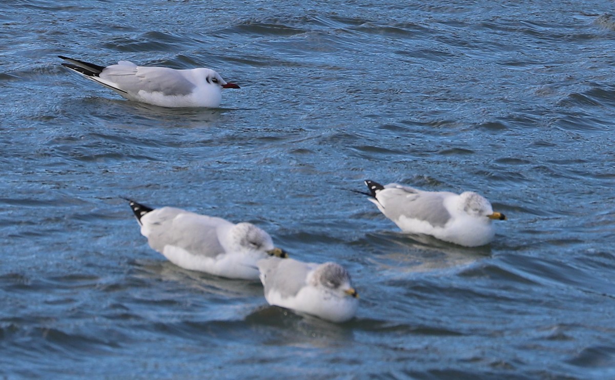 Mouette rieuse - ML629519816