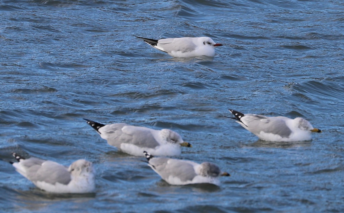 Mouette rieuse - ML629519824