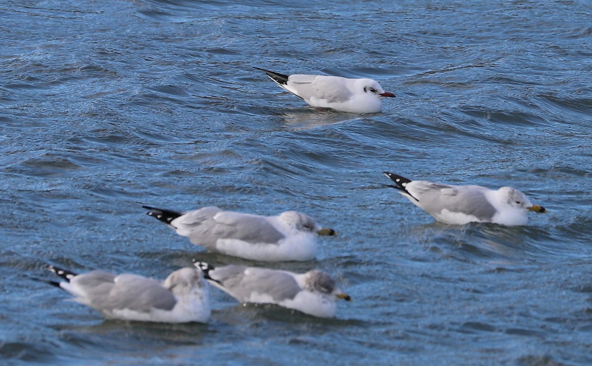 Mouette rieuse - ML629519835