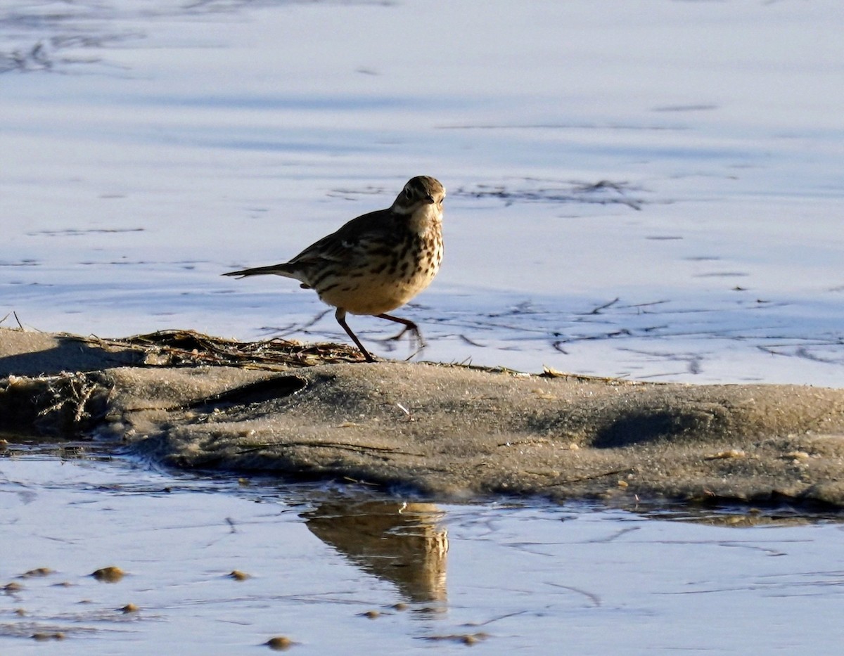 American Pipit - ML629519871