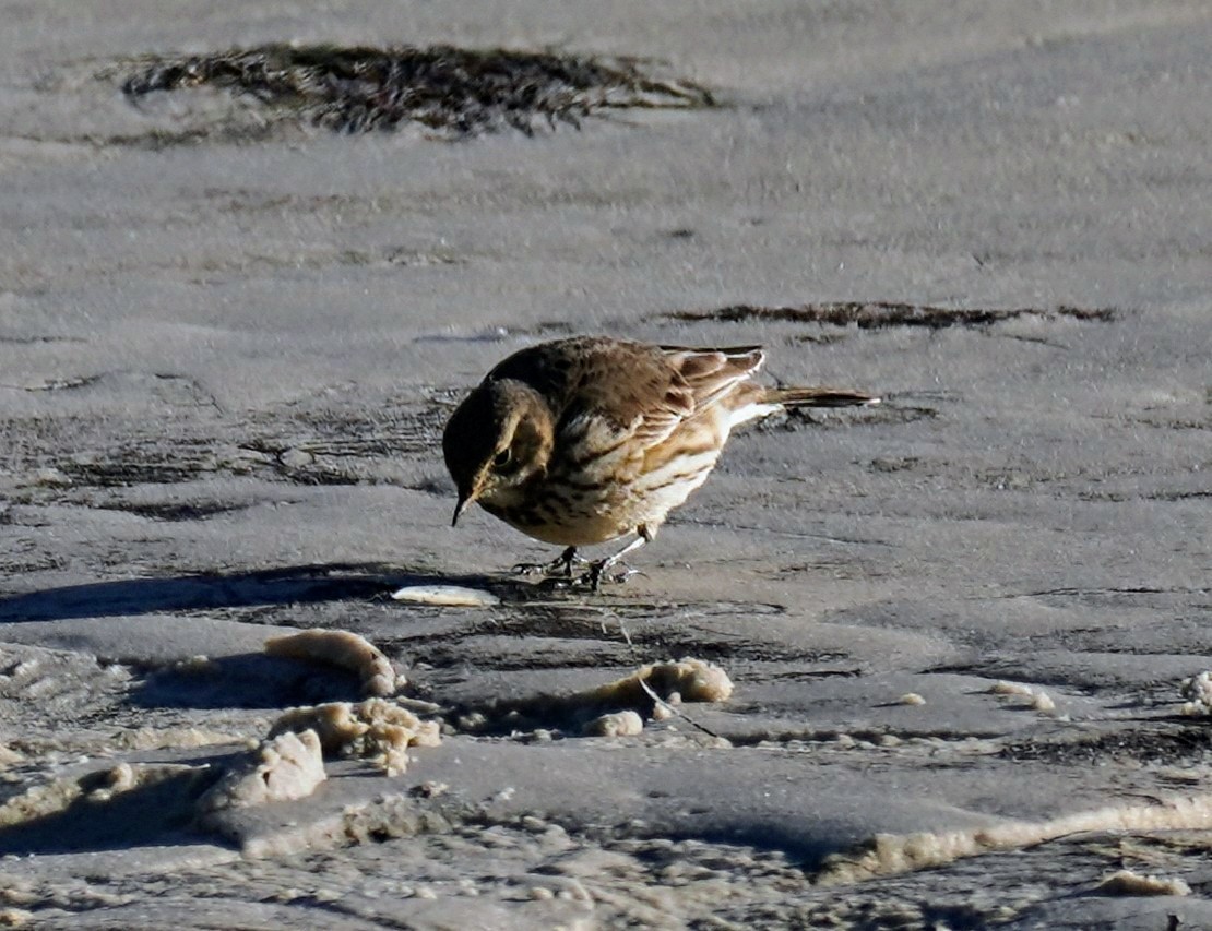 American Pipit - ML629519872