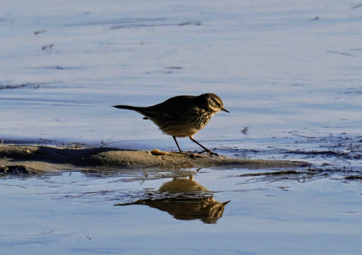 American Pipit - ML629519873