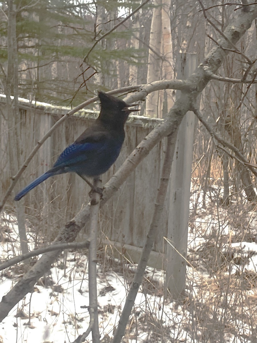 Steller's Jay - ML629519877