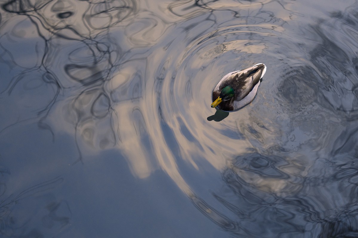 Mallard - ML629520159