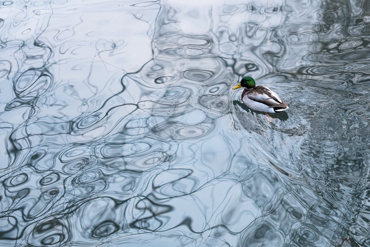 Mallard - ML629520160