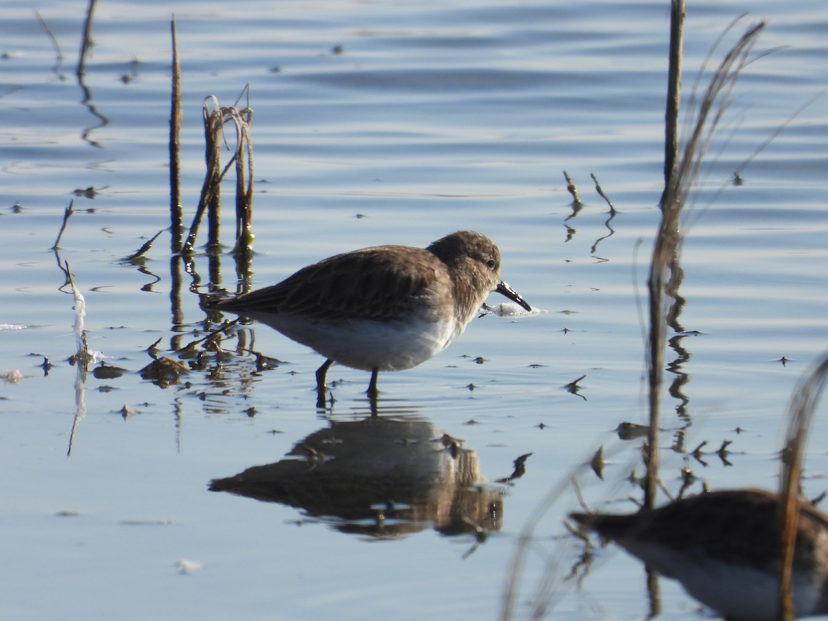 Least Sandpiper - ML629520273