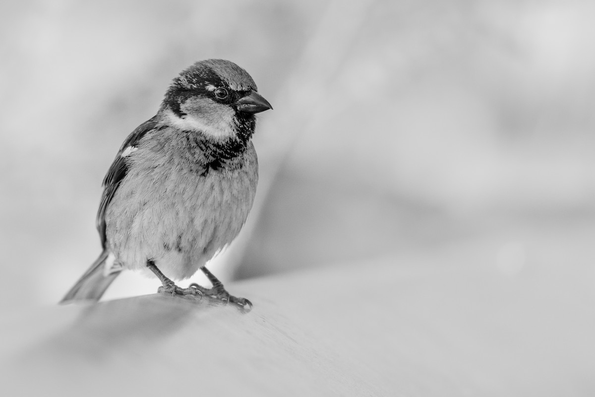 House Sparrow - ML629520381