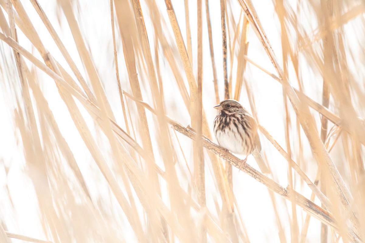 Song Sparrow - ML629520383
