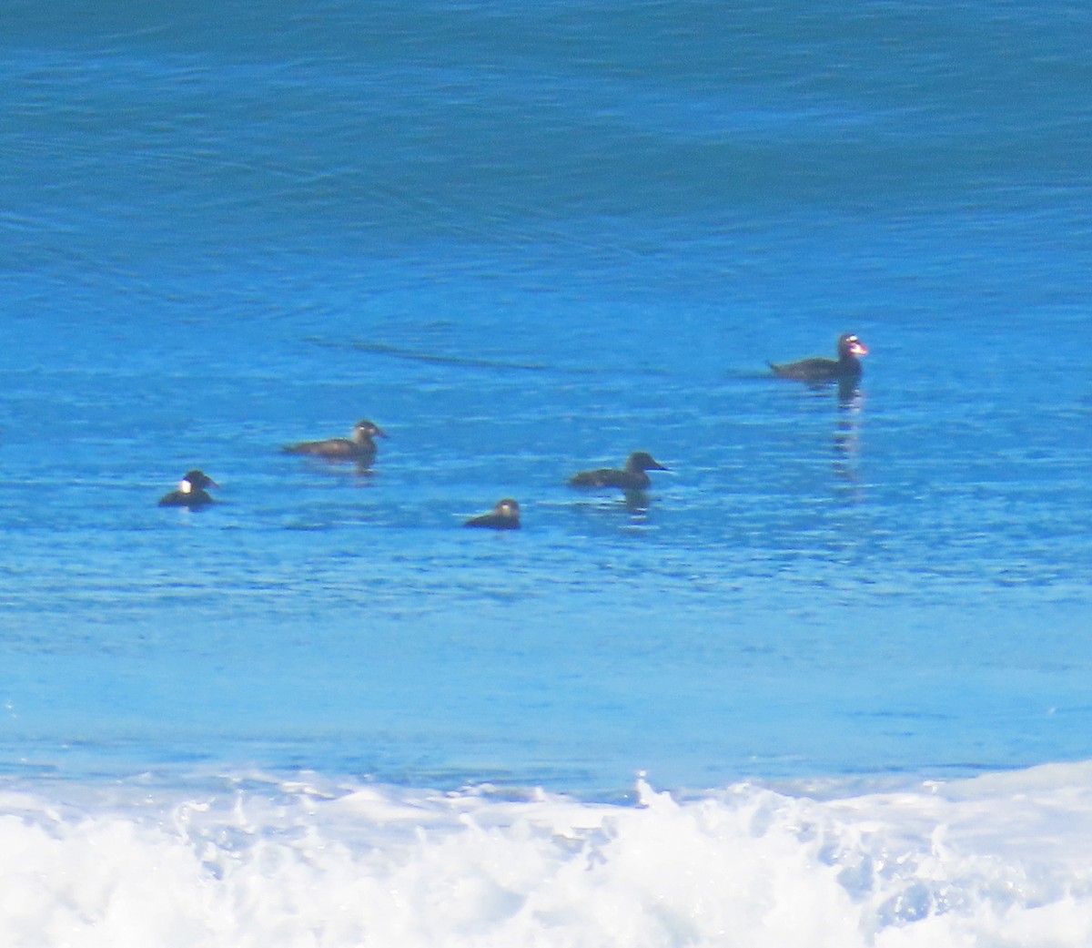 White-winged Scoter - ML629520682