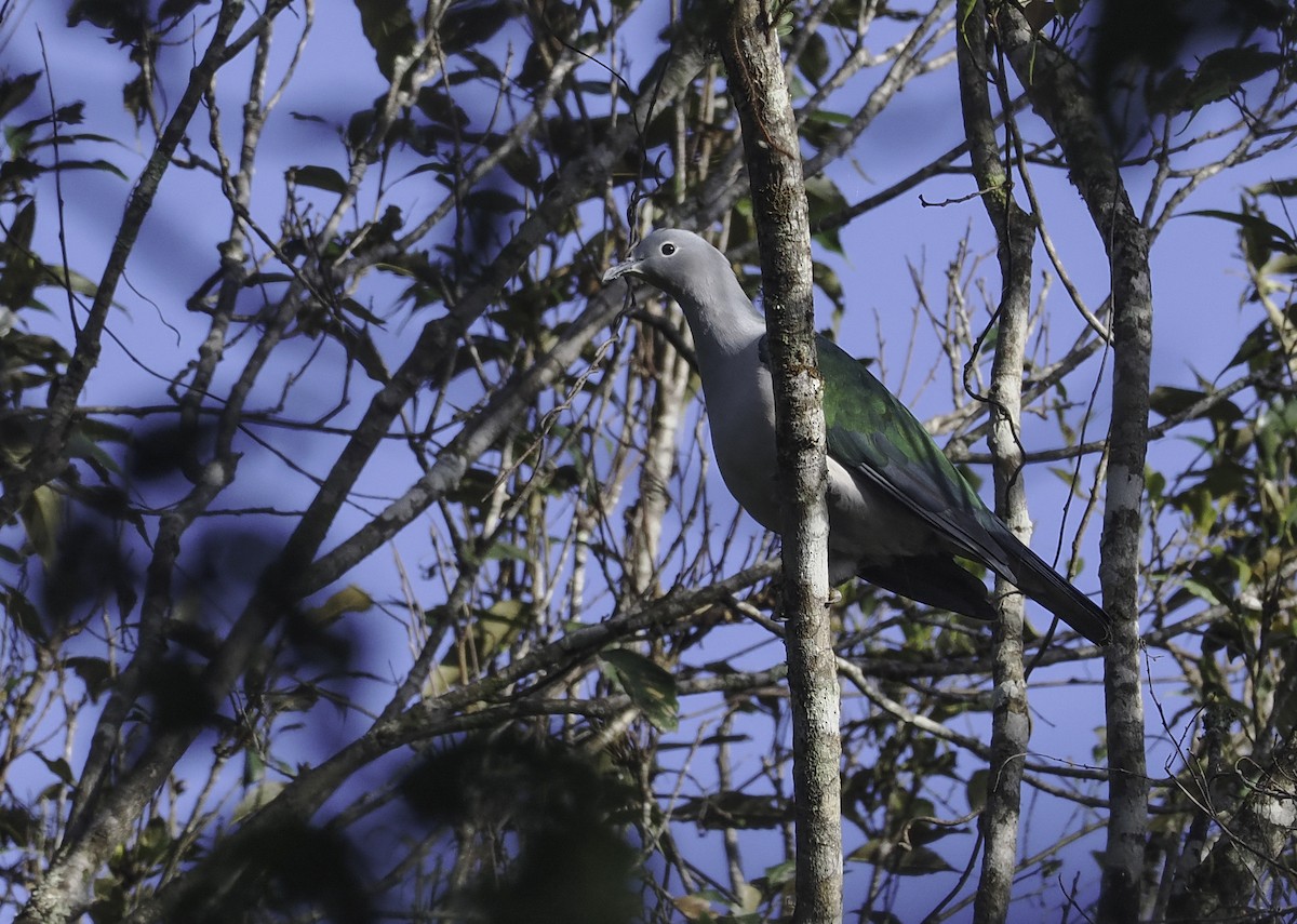 Seram Imperial-Pigeon - ML629520866