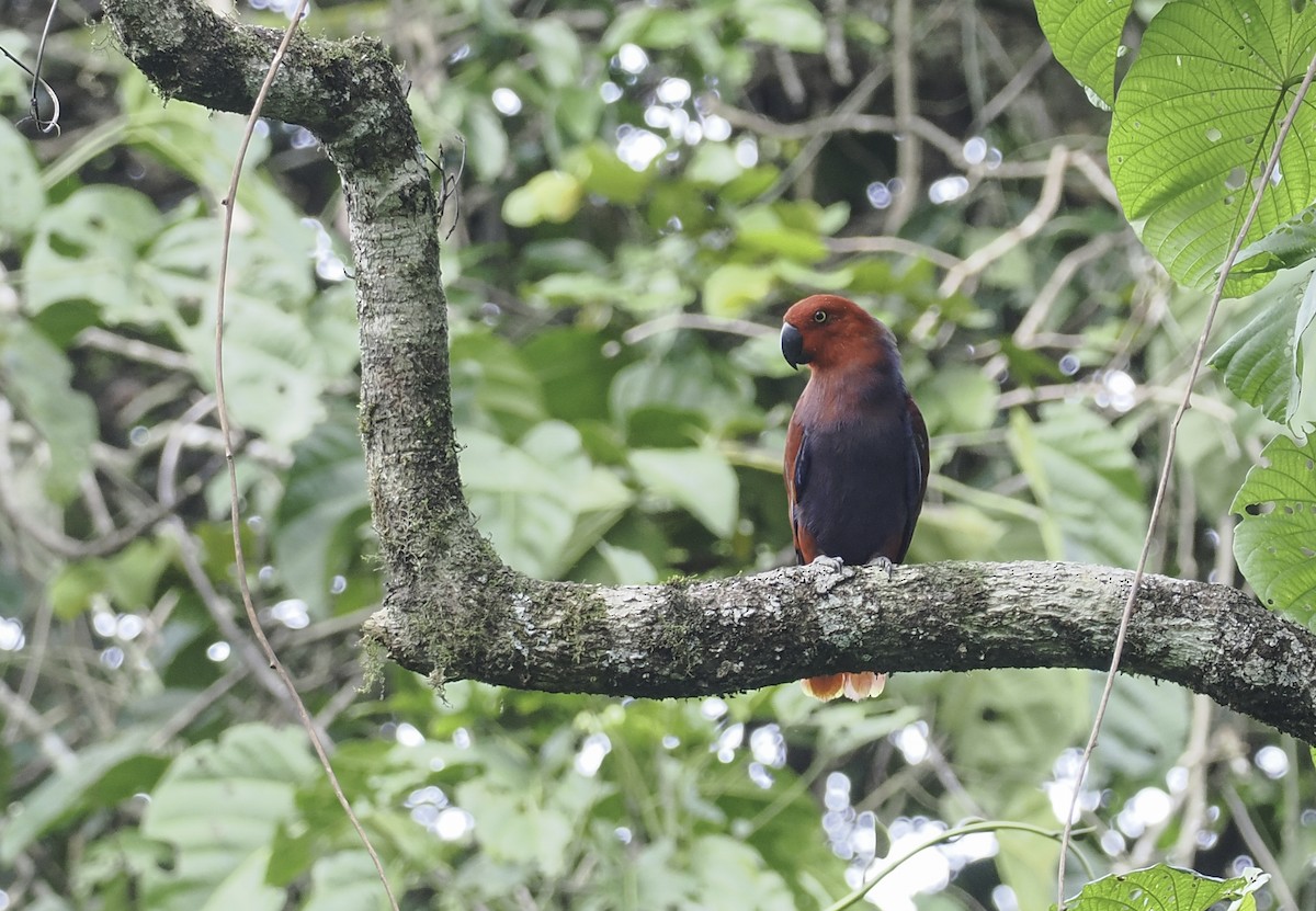 Moluccan Eclectus - ML629520895