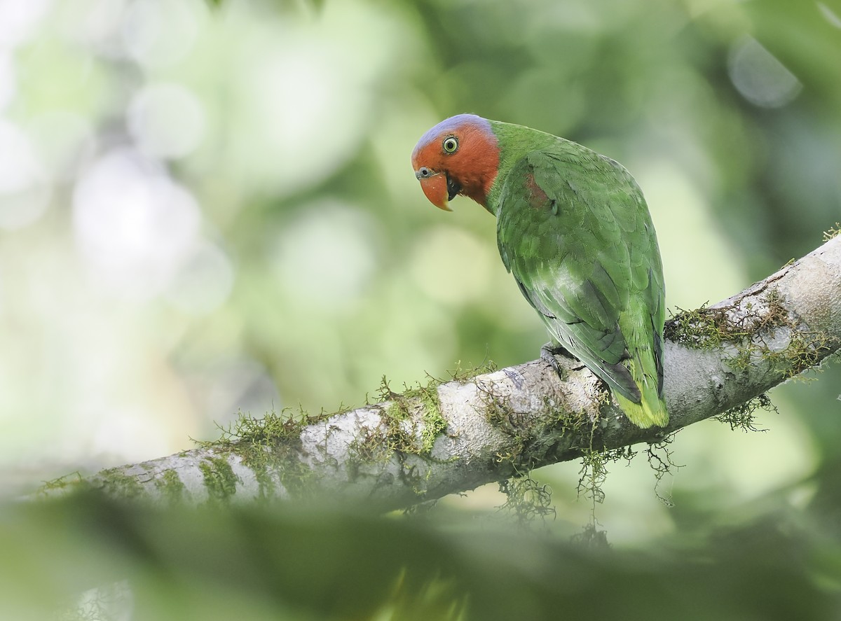 Red-cheeked Parrot - ML629520900