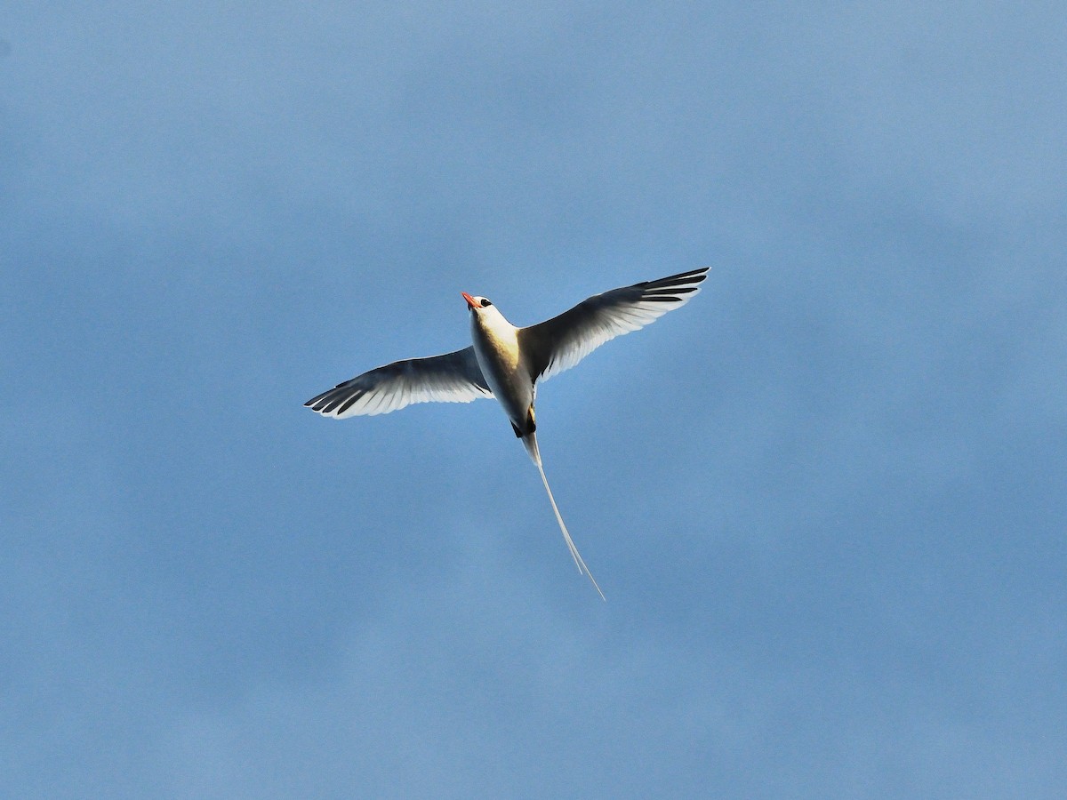 Red-billed Tropicbird - ML629520902