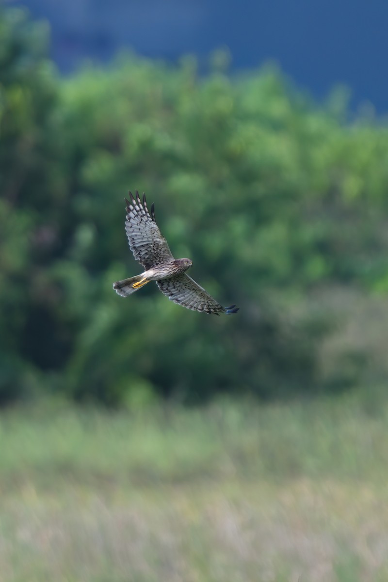 Pied Harrier - ML629521043