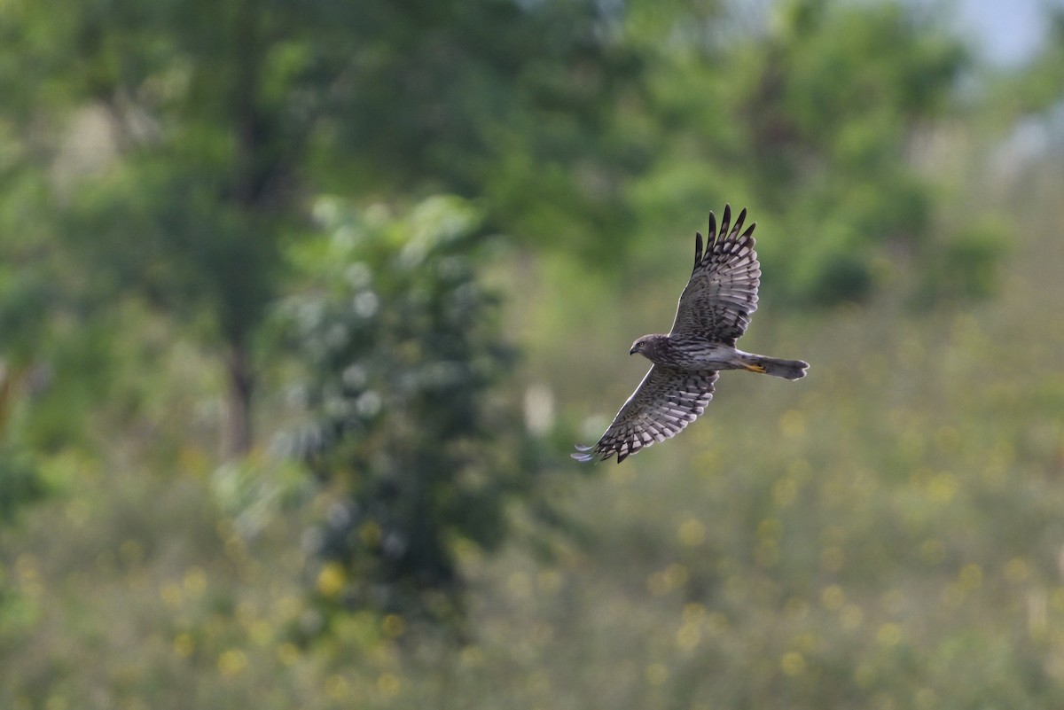Pied Harrier - ML629521044