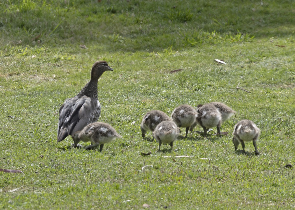 Maned Duck - ML629521102