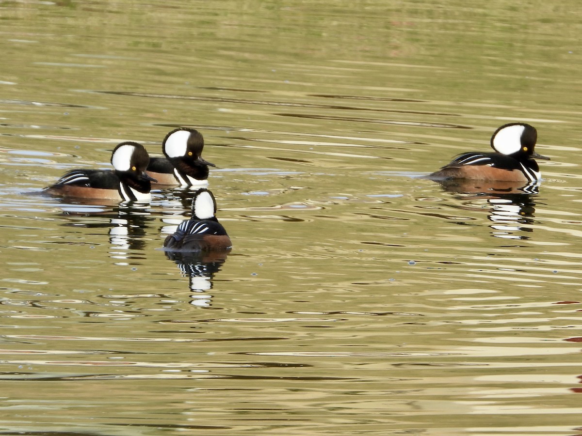 Hooded Merganser - ML629521429