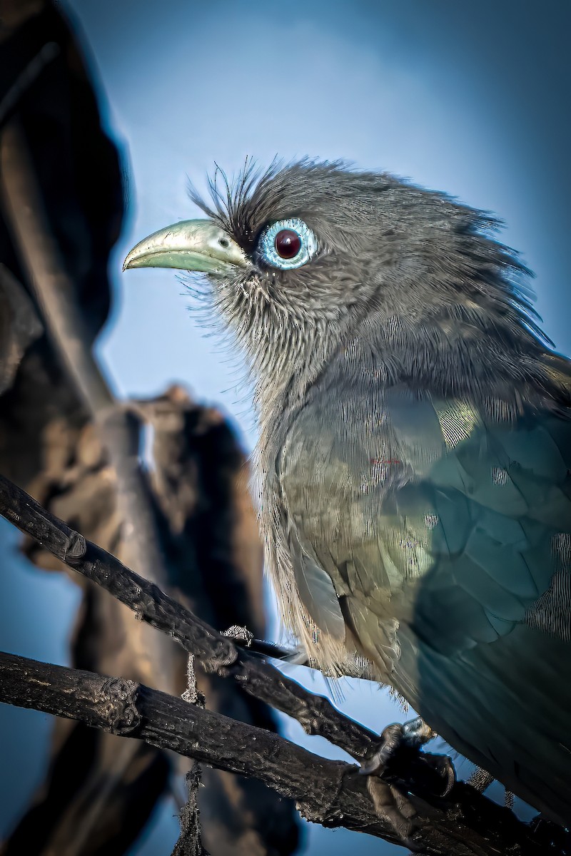 Blue-faced Malkoha - ML629521576