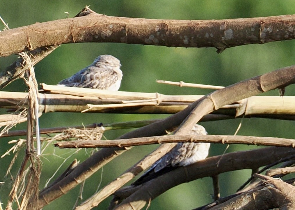 Sand-colored Nighthawk - ML629521995