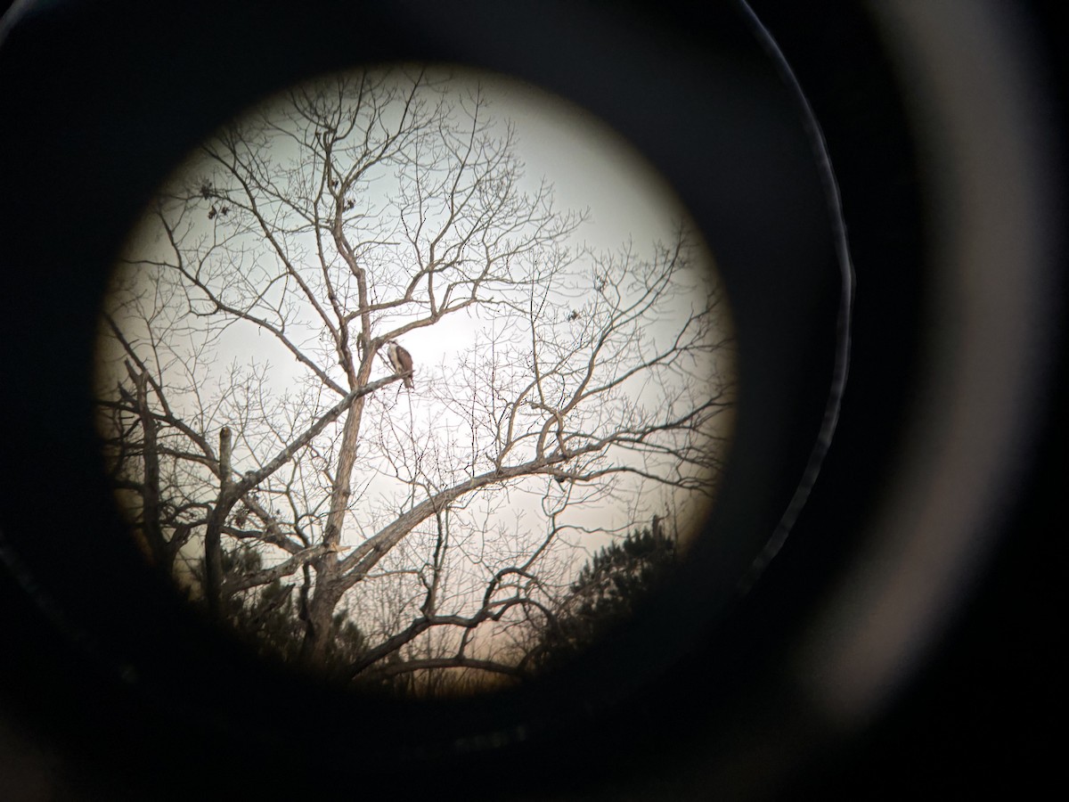 Osprey - ML629522191