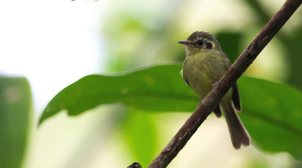 Sao Paulo Bristle-Tyrant - Projeto  Dacnis