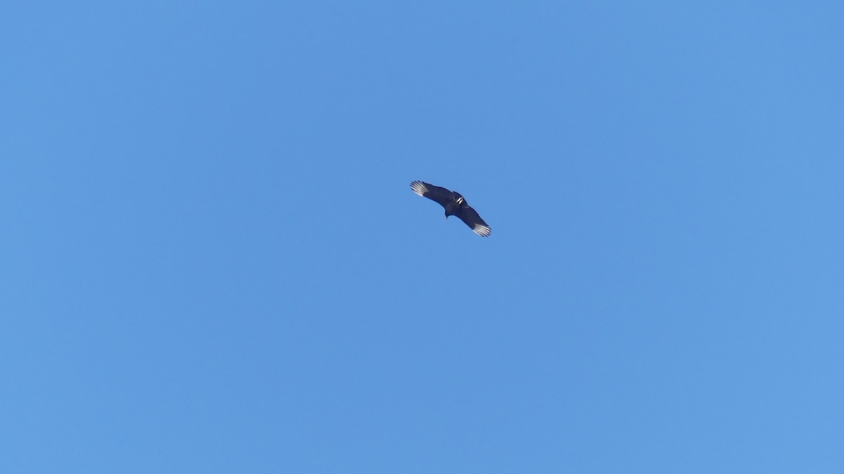 Black Vulture - ML629522354