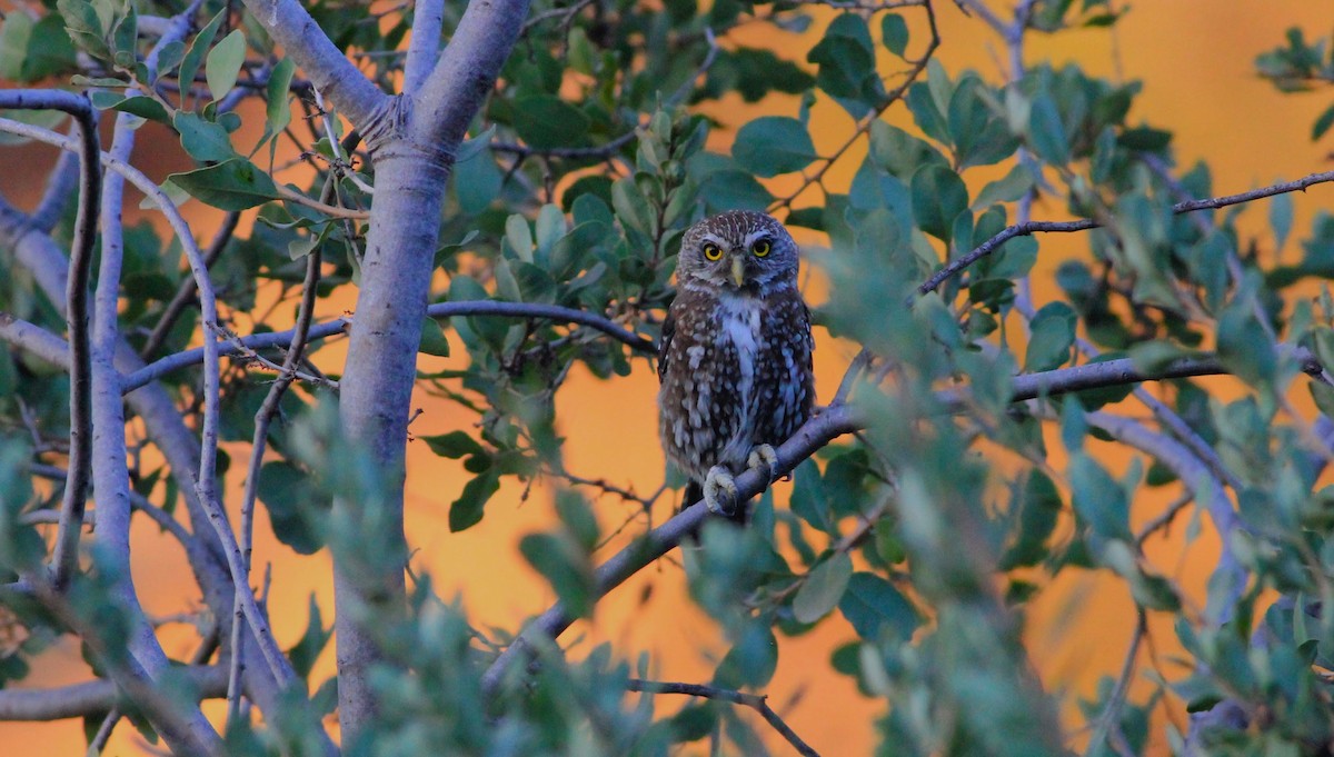 Austral Pygmy-Owl - ML629522493