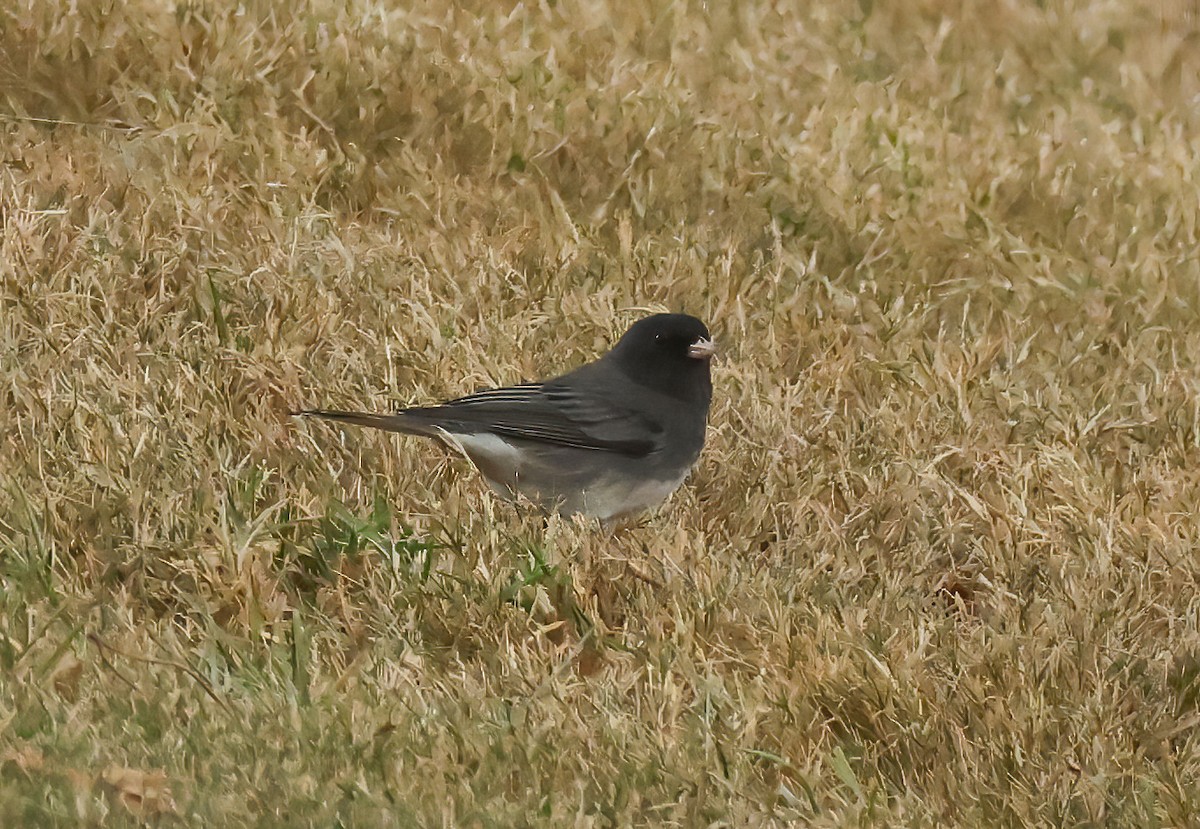 ユキヒメドリ（hyemalis／carolinensis） - ML629522605