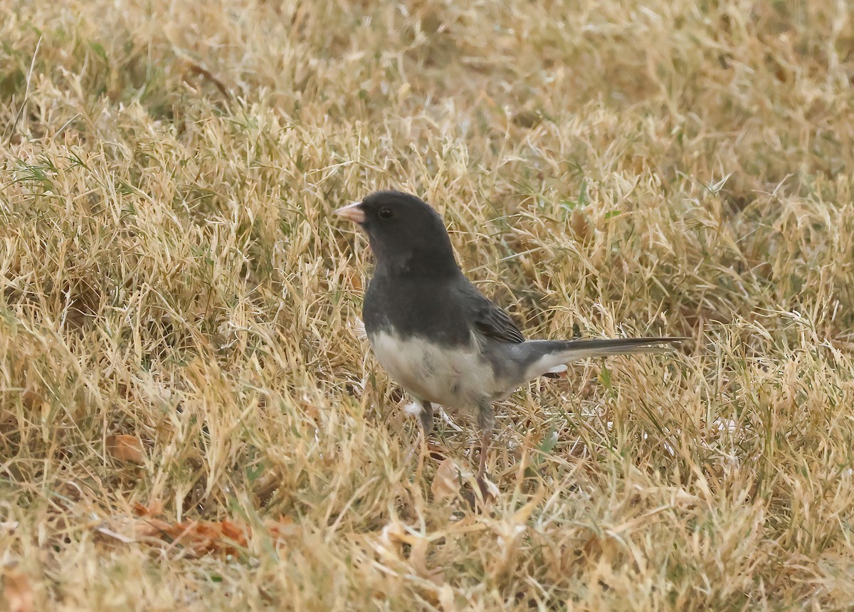 ユキヒメドリ（hyemalis／carolinensis） - ML629522606