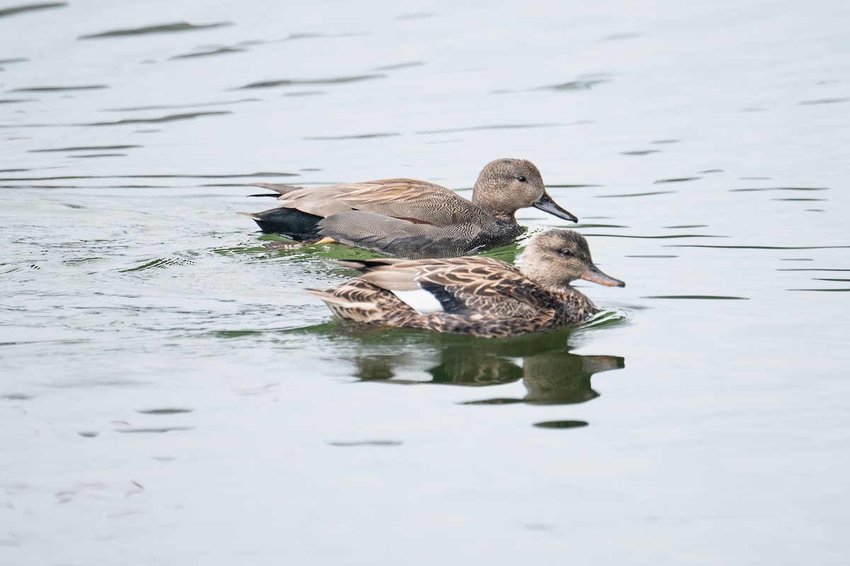 Gadwall - ML629522961