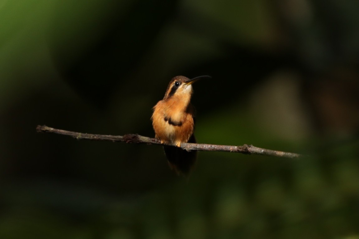 Reddish Hermit - ML629522999