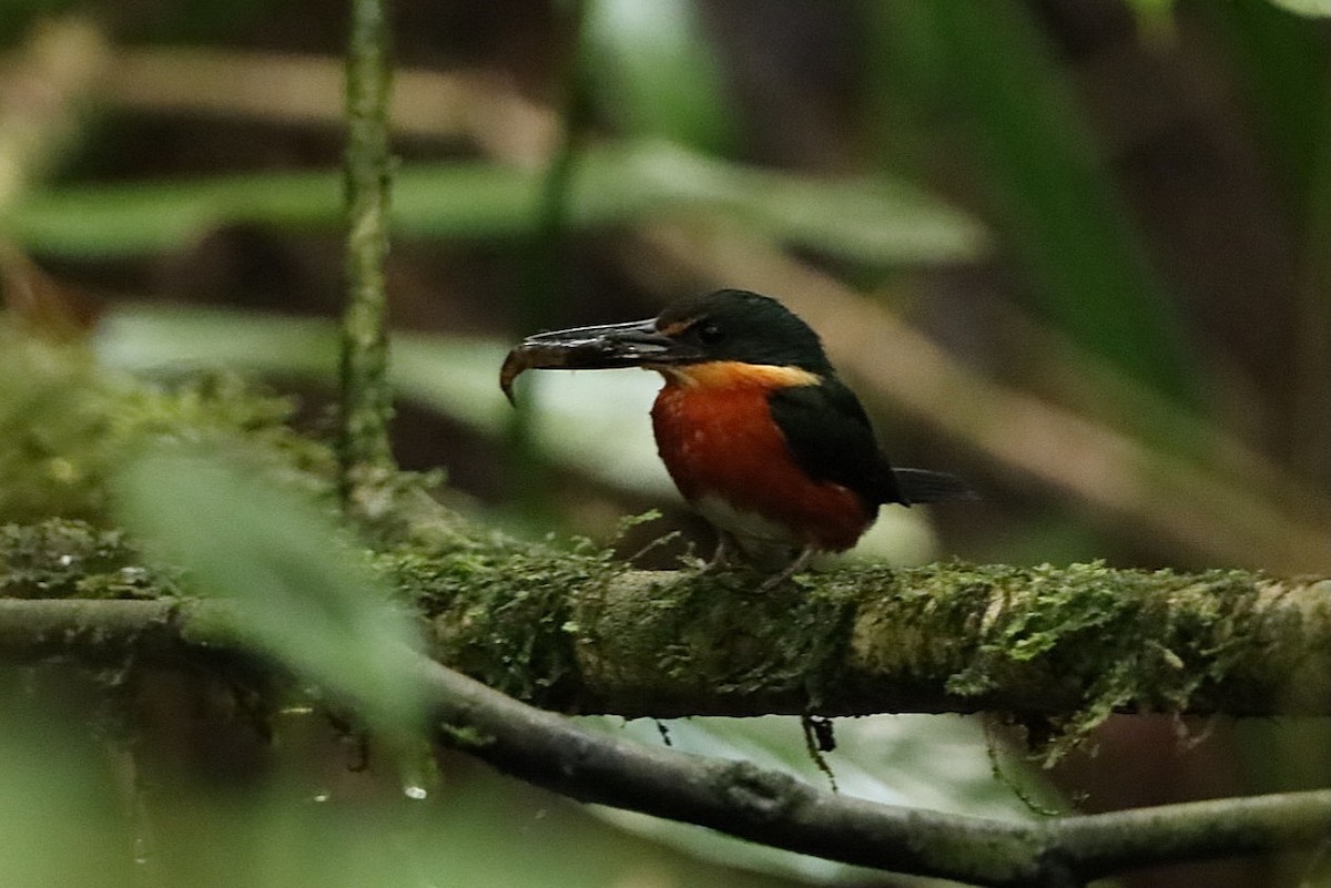 American Pygmy Kingfisher - ML629523030