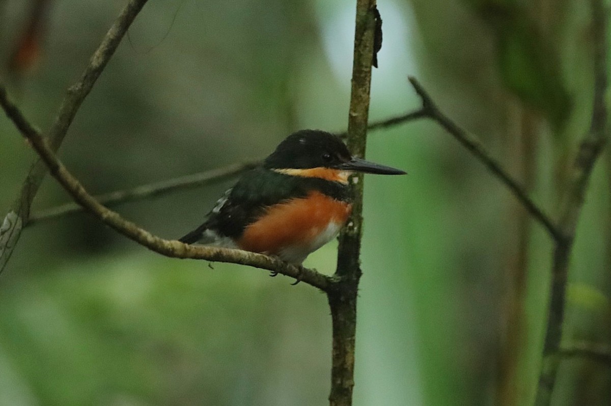 American Pygmy Kingfisher - ML629523032