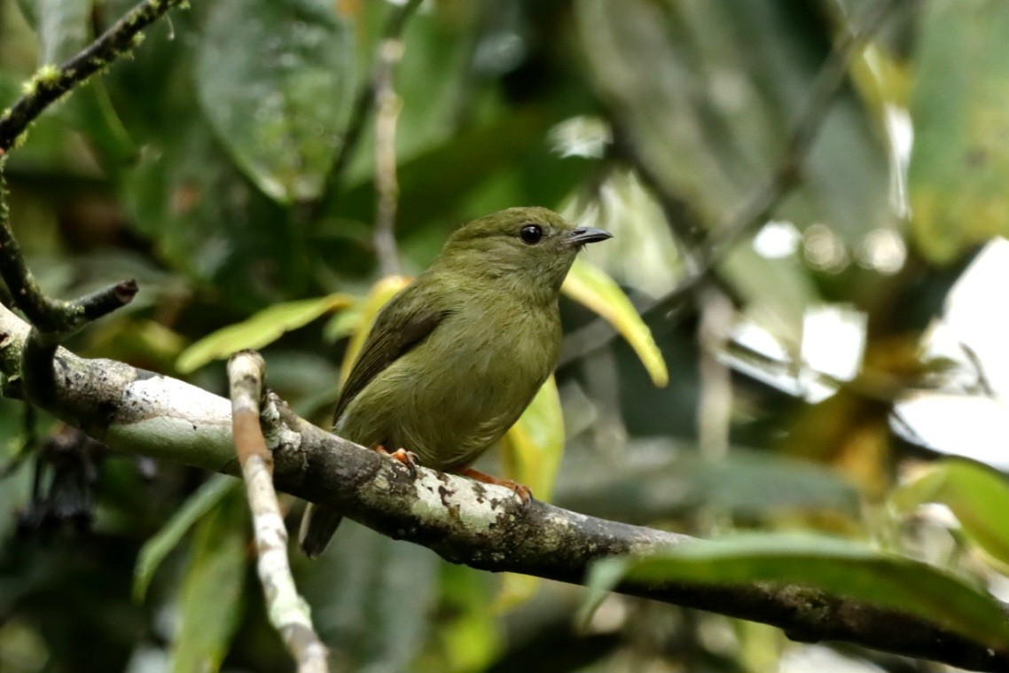 White-bearded Manakin - ML629523055