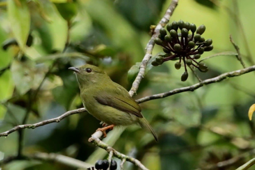 White-bearded Manakin - ML629523056