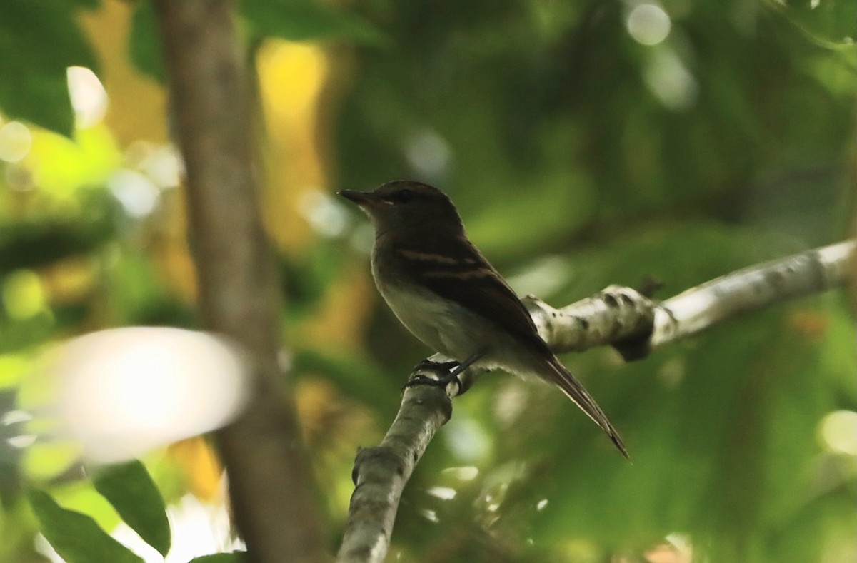 Fuscous Flycatcher - ML629523090