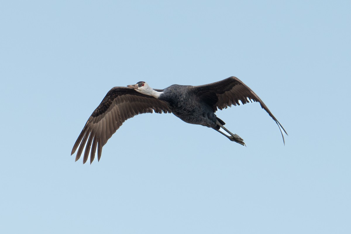 Hooded Crane - ML629523153