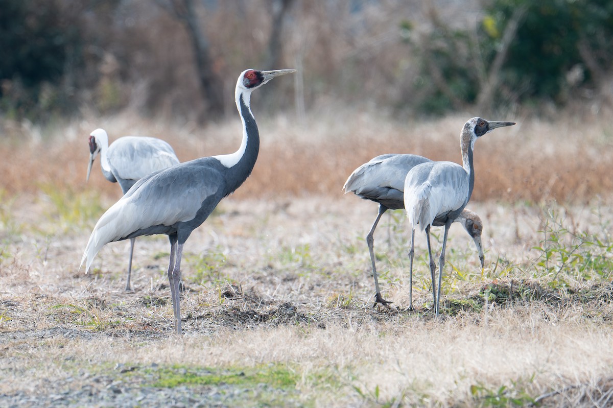 White-naped Crane - ML629523177
